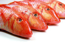 Fisch Kalorientabelle